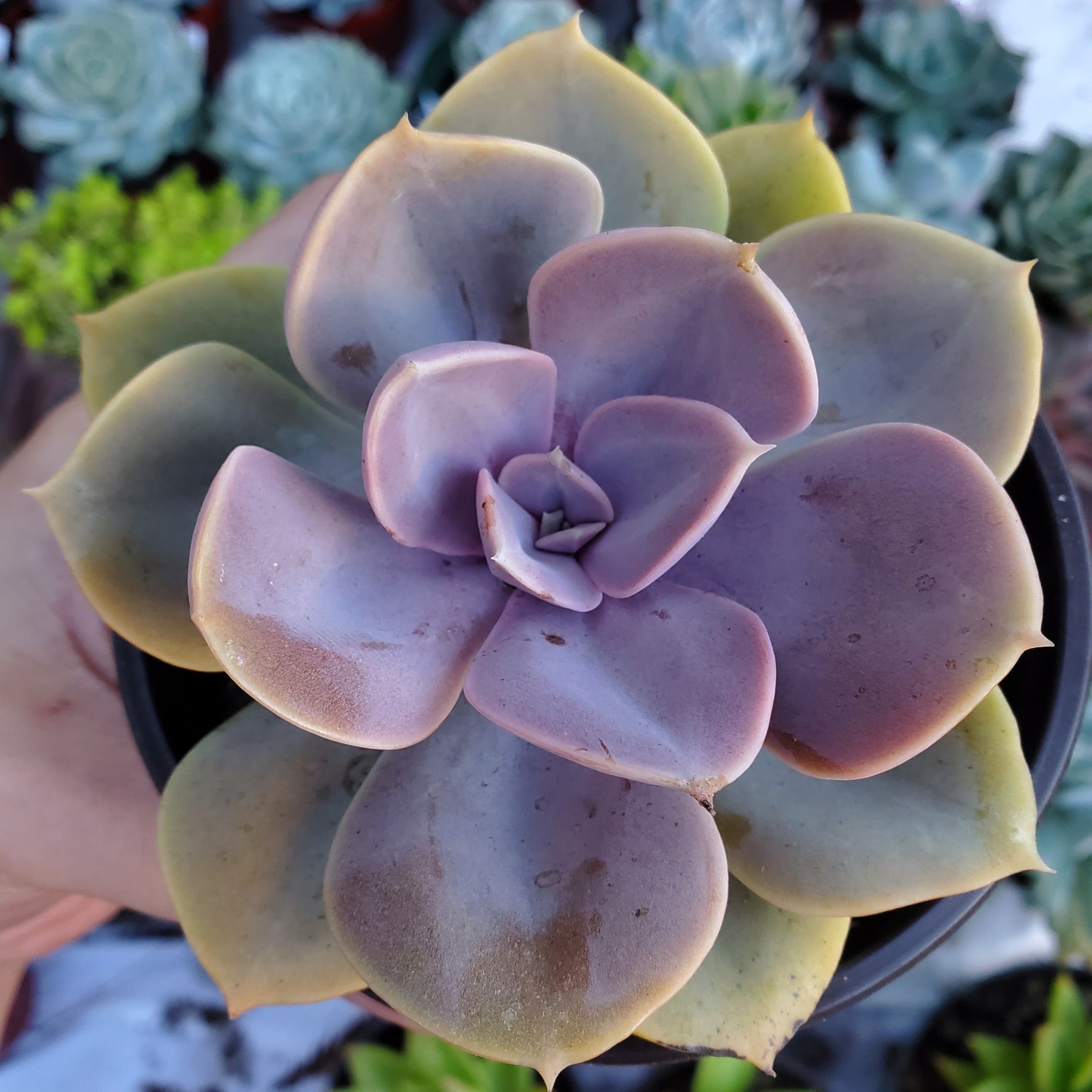perle von succulent Echeveria 'Perle von Nurnberg'