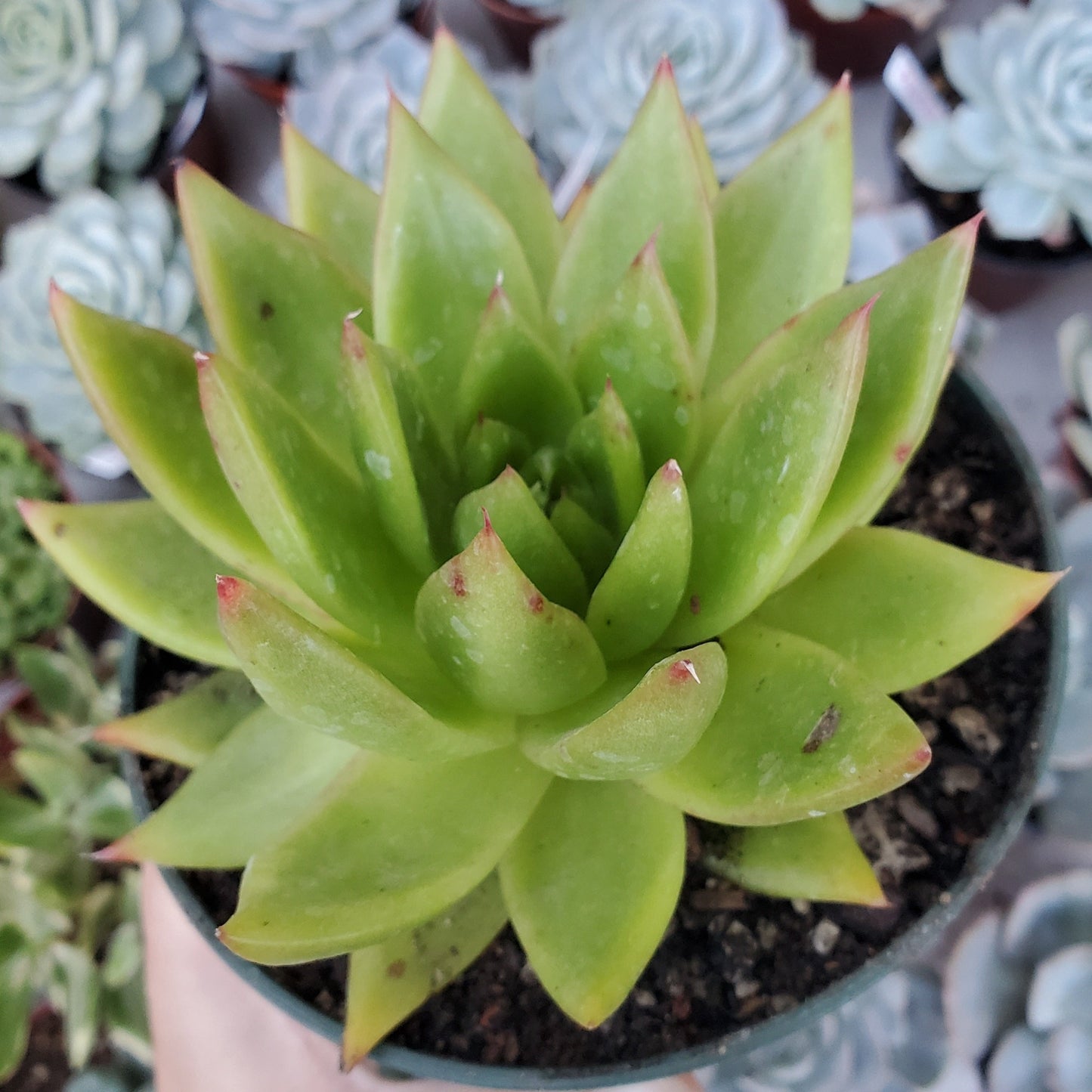 Echeveria agavoides 'Lipstick'