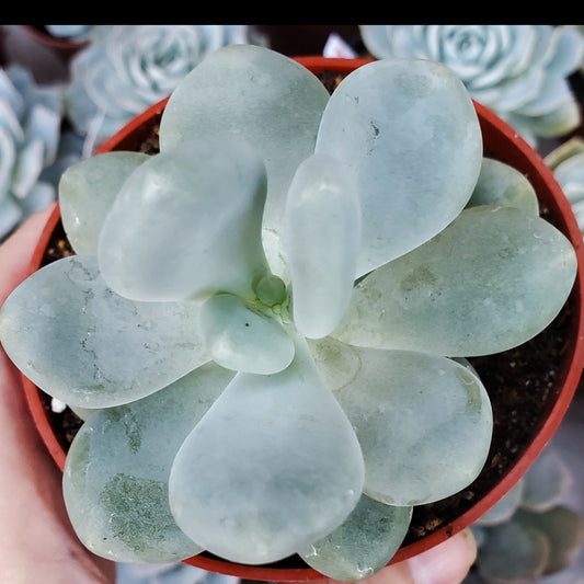 Pachyphytum oviferum 'Moonstone'
