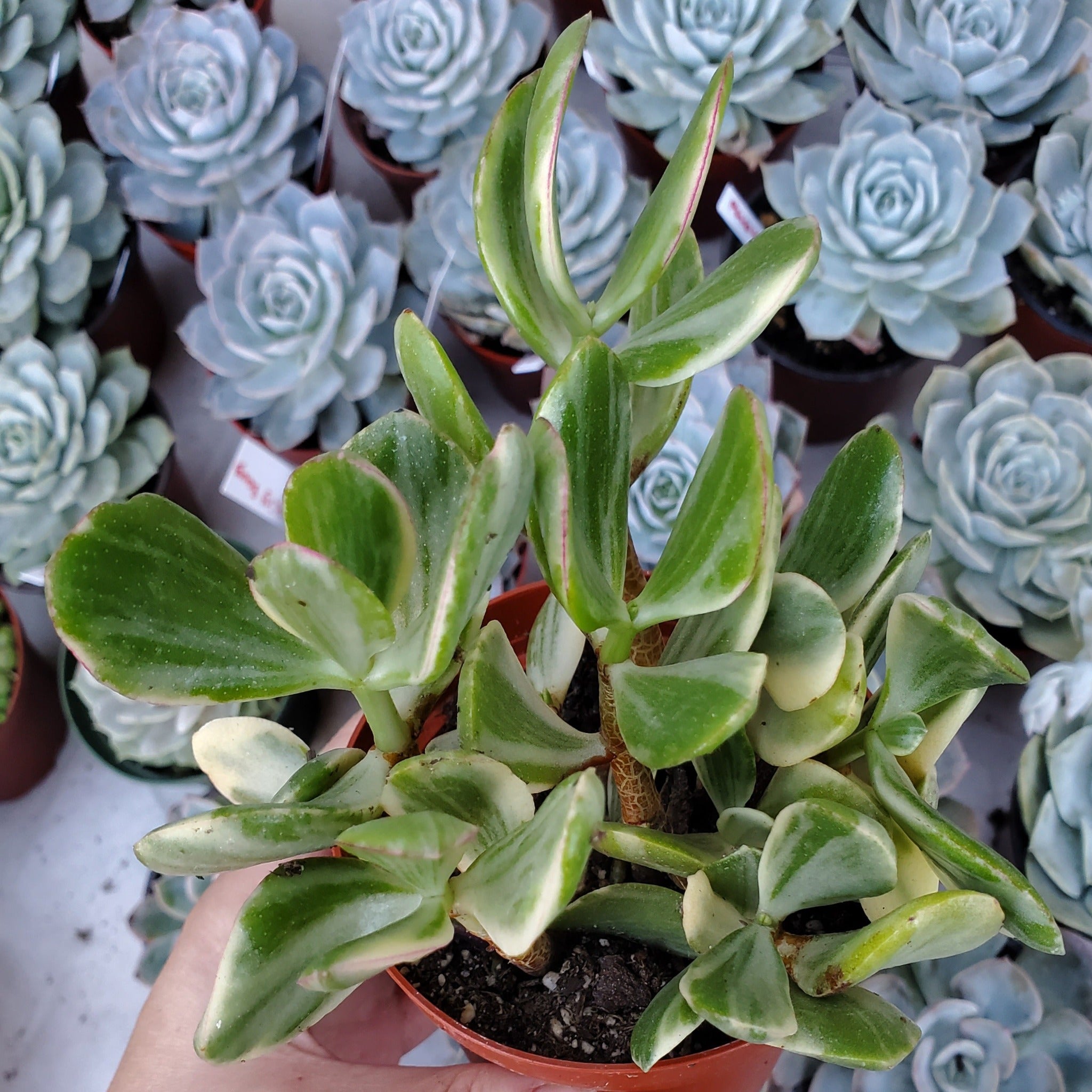 jade plant white leaves Crassula argentea variegata 'Money Tree'