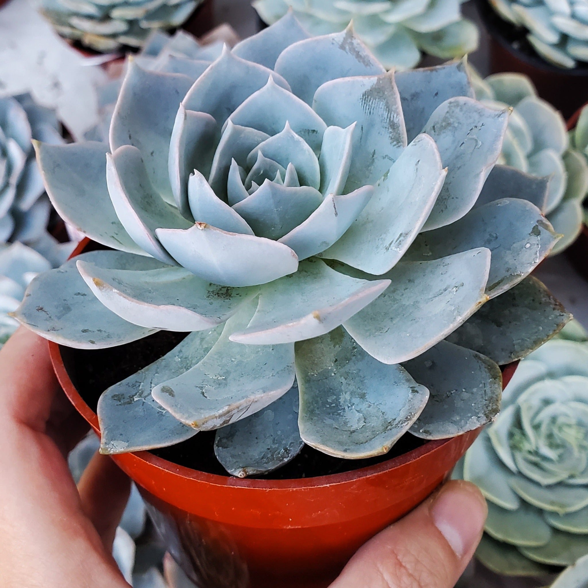 morning beauty succulent Echeveria 'Morning Beauty'
