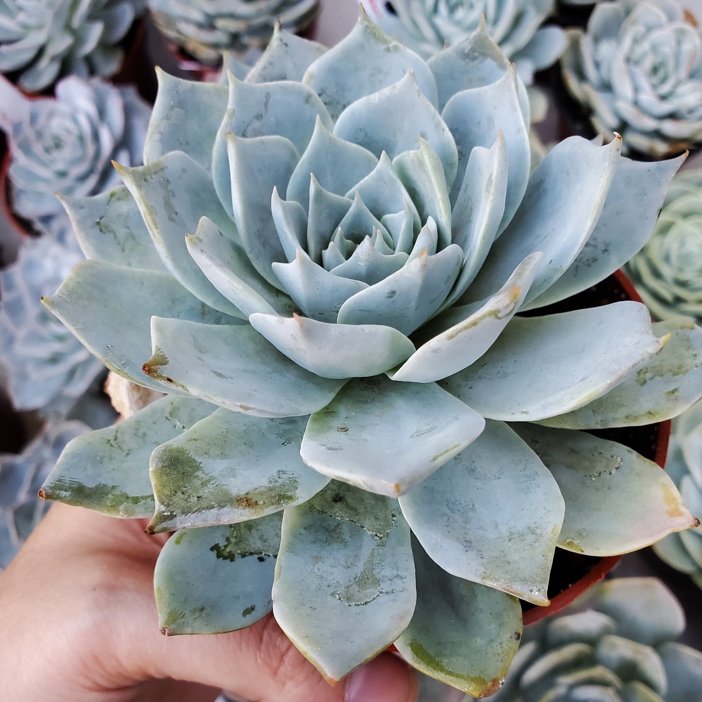 Echeveria 'Peacockii' or 'Desmetiana'