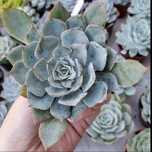 Echeveria 'Allegra'