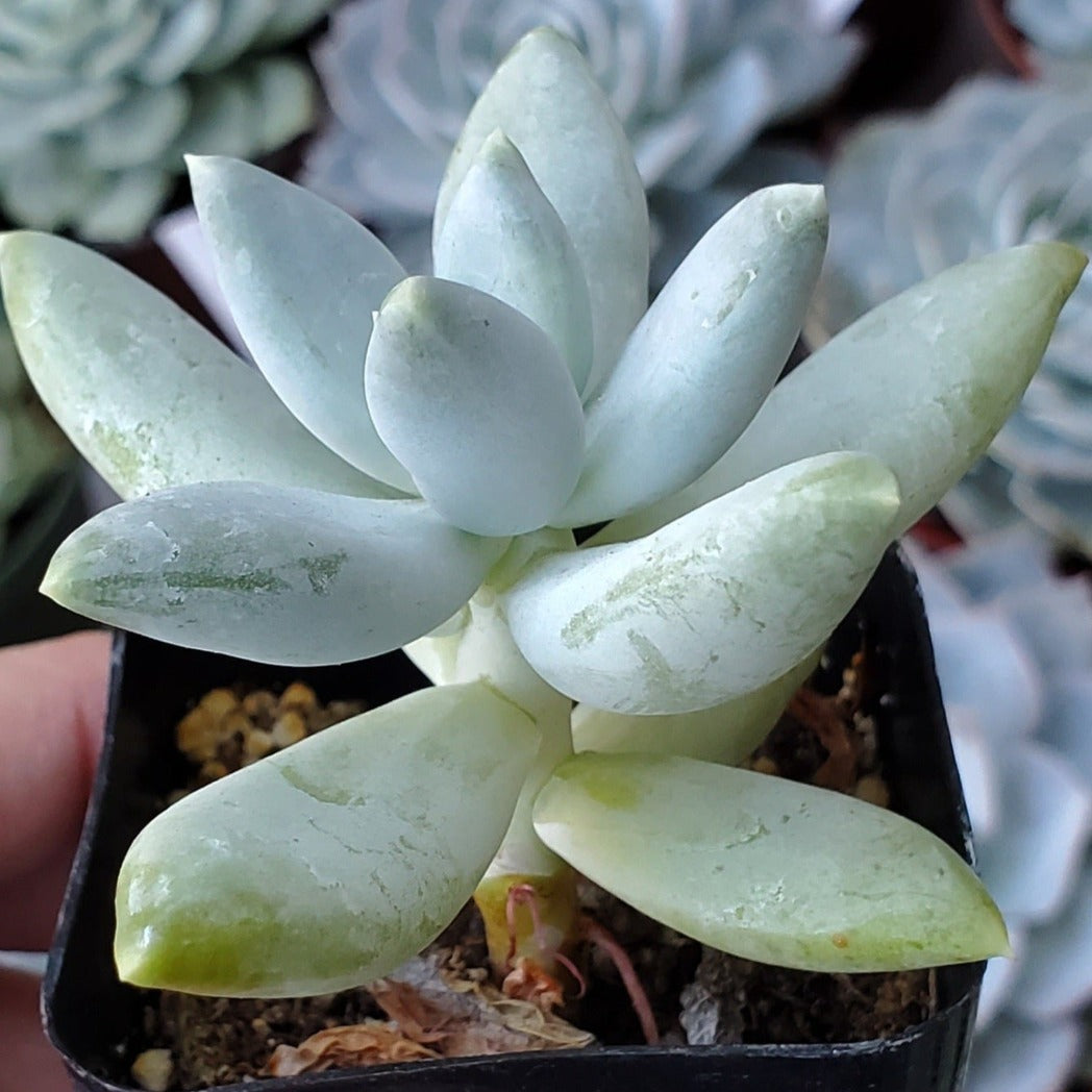 Pachyveria 'Glauca'