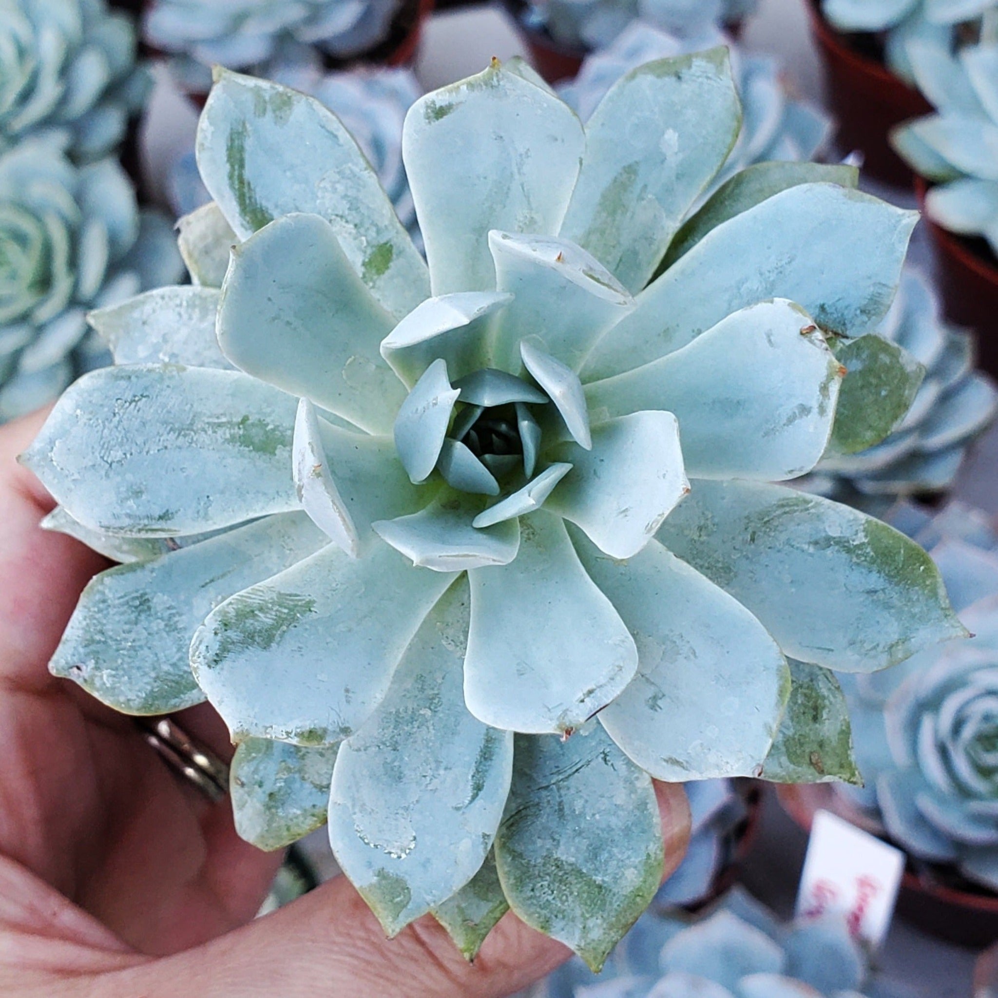 desmetiana succulent Echeveria 'Peacockii' or 'Desmetiana'