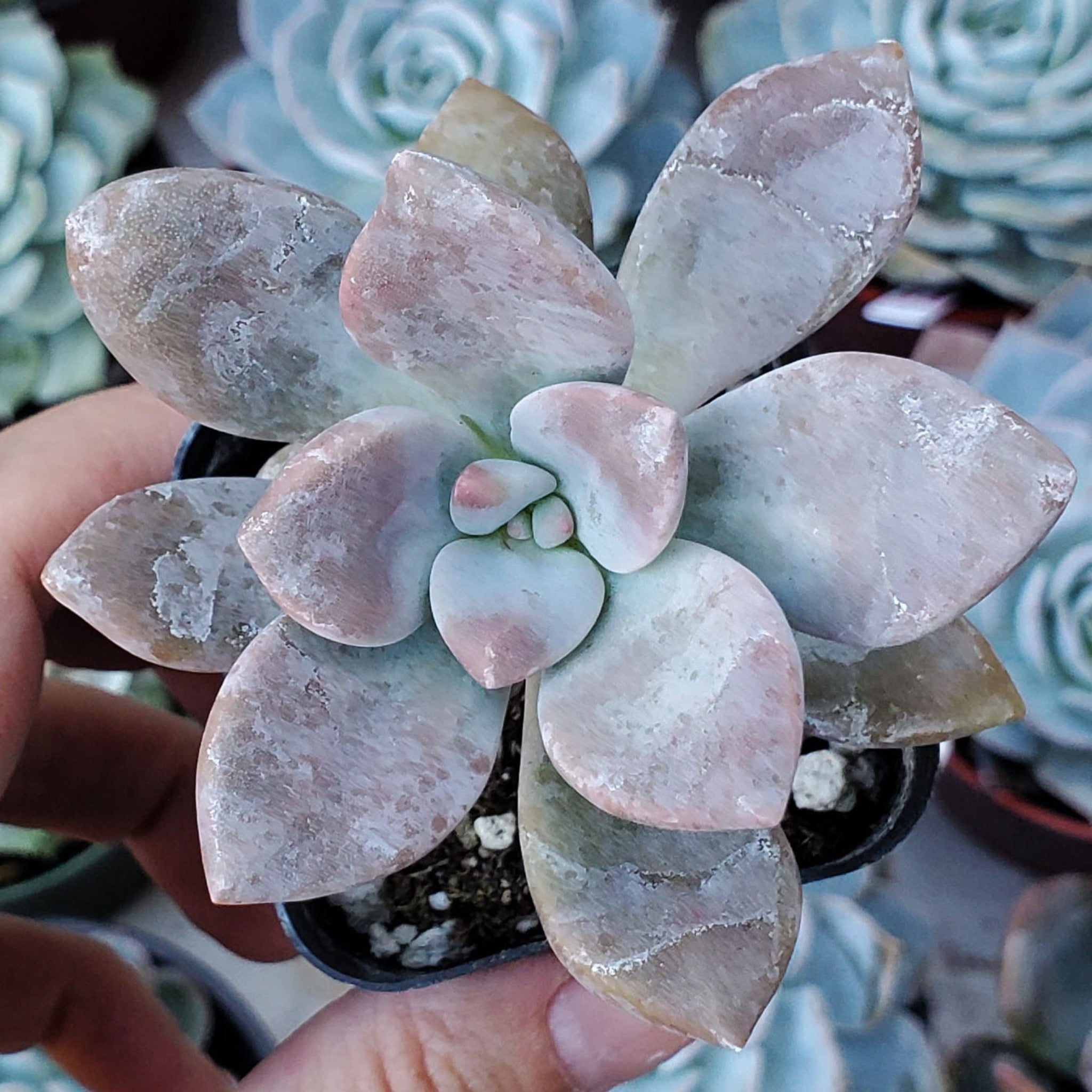 purple delight succulent care Graptopetalum 'Purple Delight'