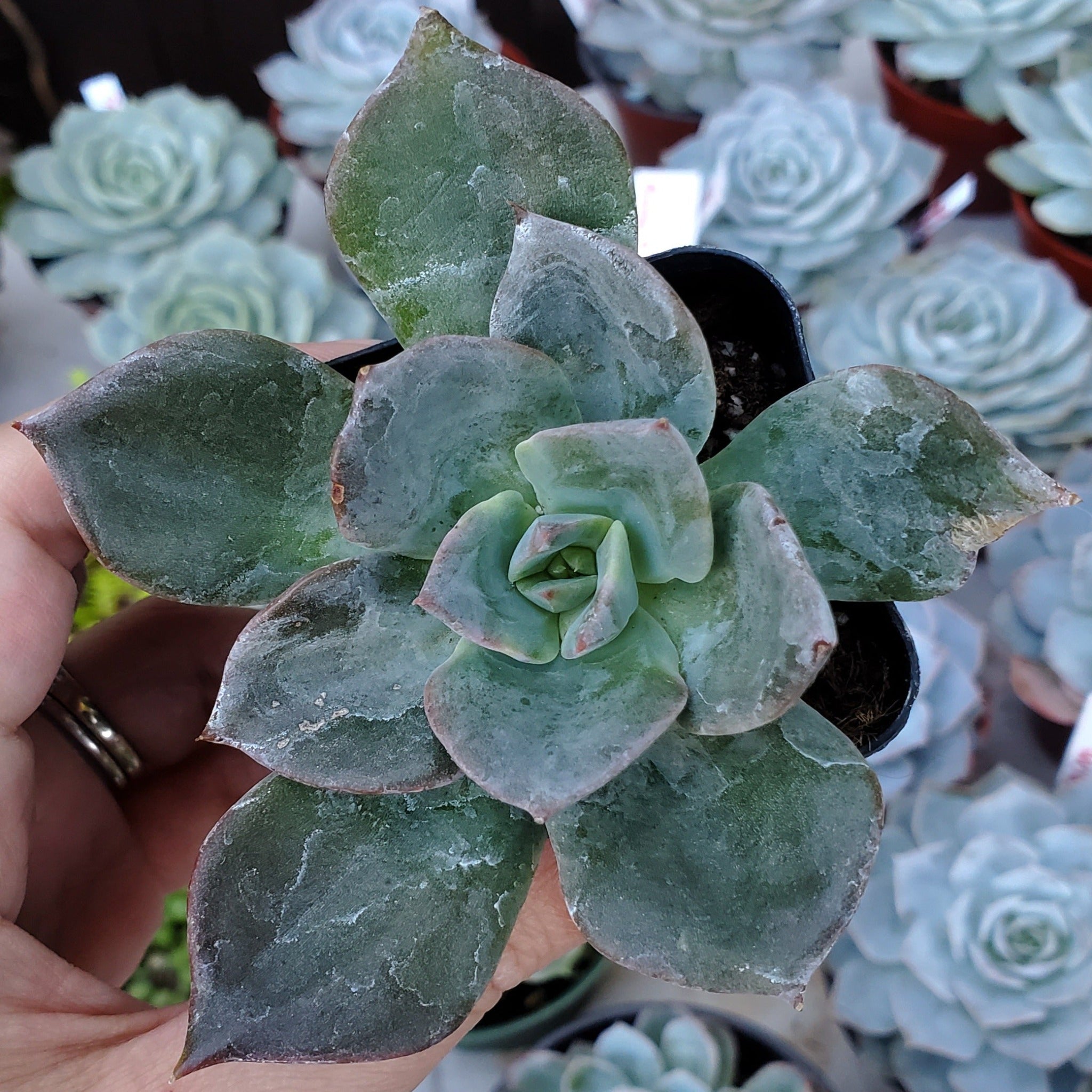 blue prince succulent care Echeveria 'Blue Prince'