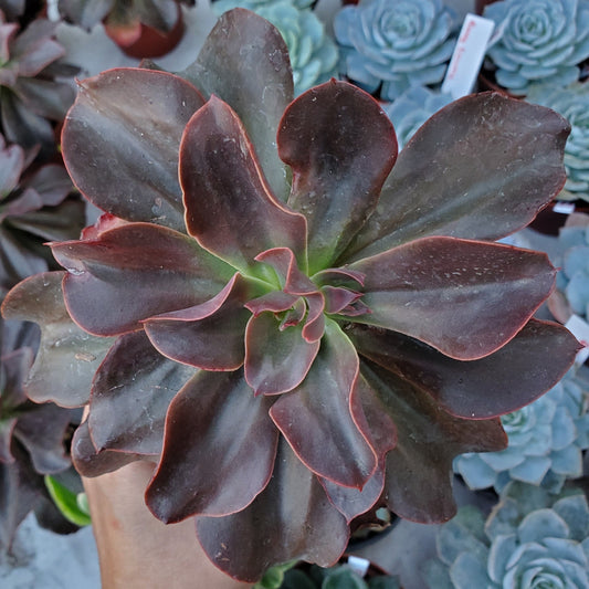 Echeveria 'Eliza'
