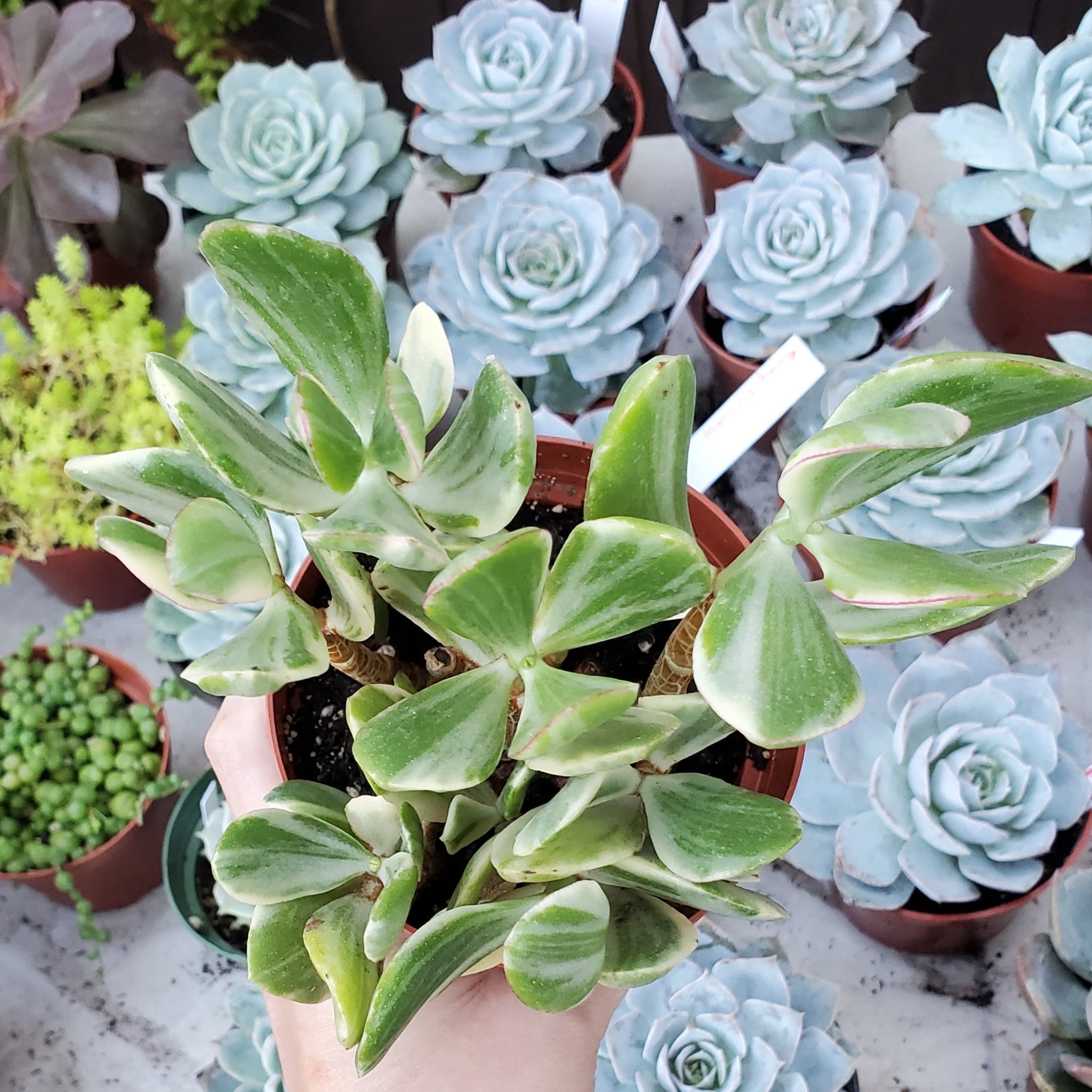 are money trees succulents Crassula argentea variegata 'Money Tree'