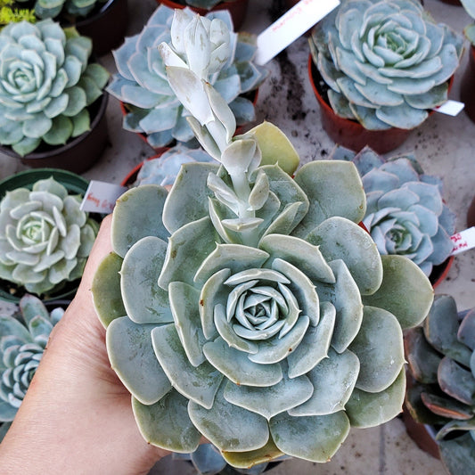 Echeveria lilacina 'Ghost'