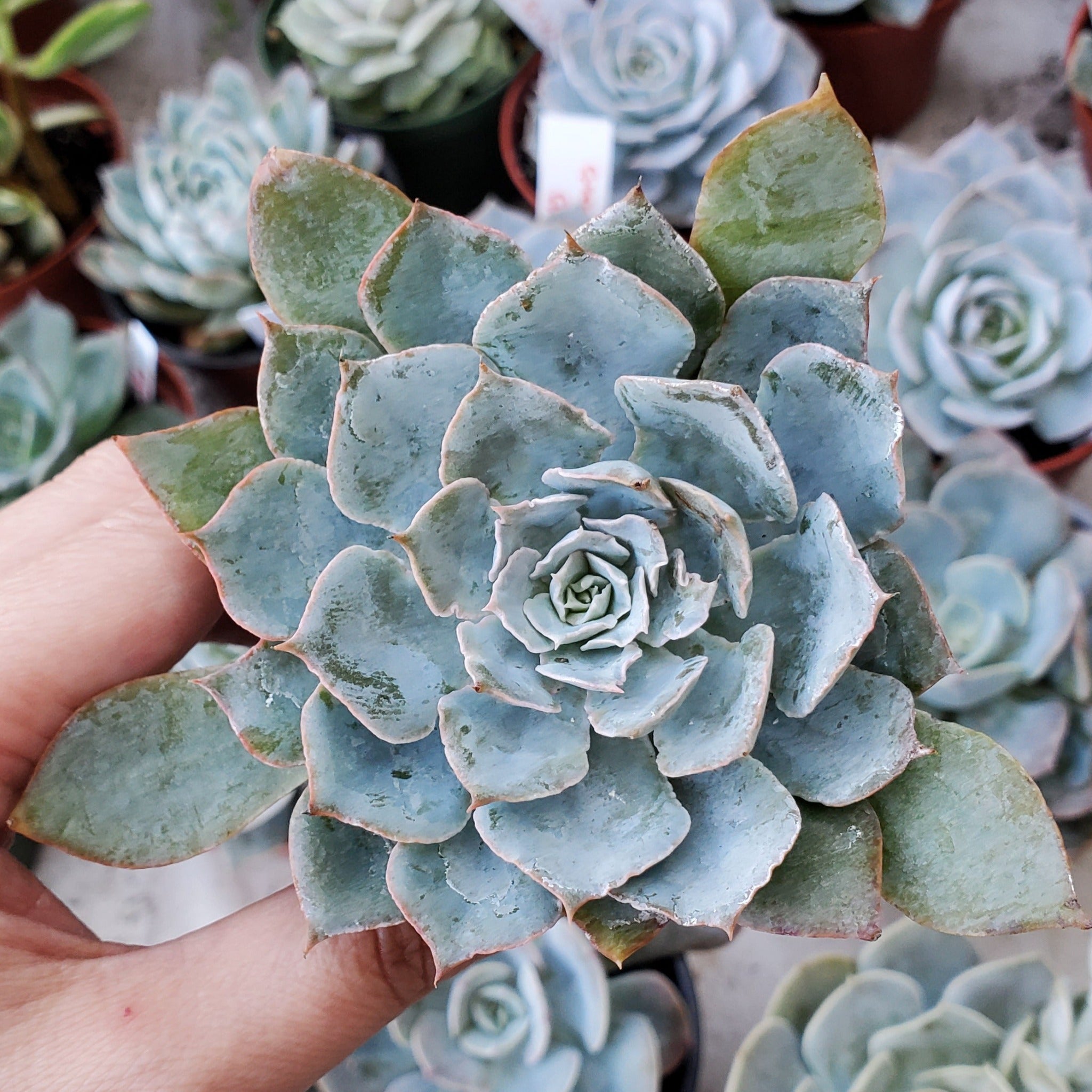 allegra succulent Echeveria 'Allegra'