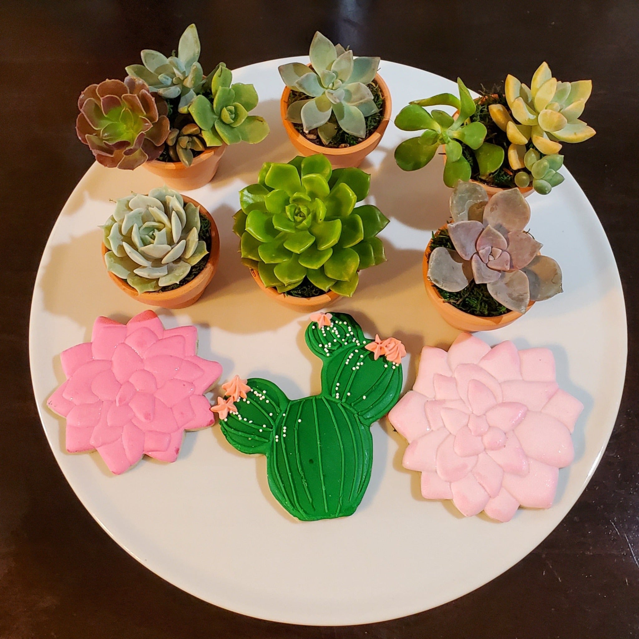 terra cotta succulent pots Succulent Favors in Mini Terracotta Pots