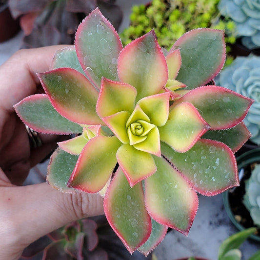 Aeonium 'Kiwi'