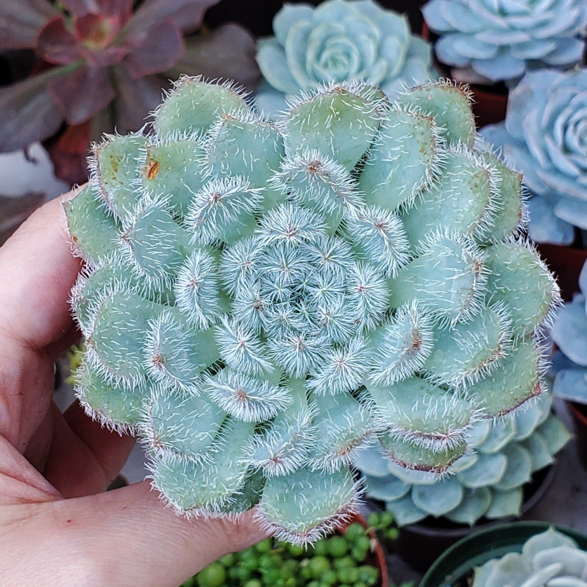 setosa succulent Echeveria setosa 'Mexican Firecracker'