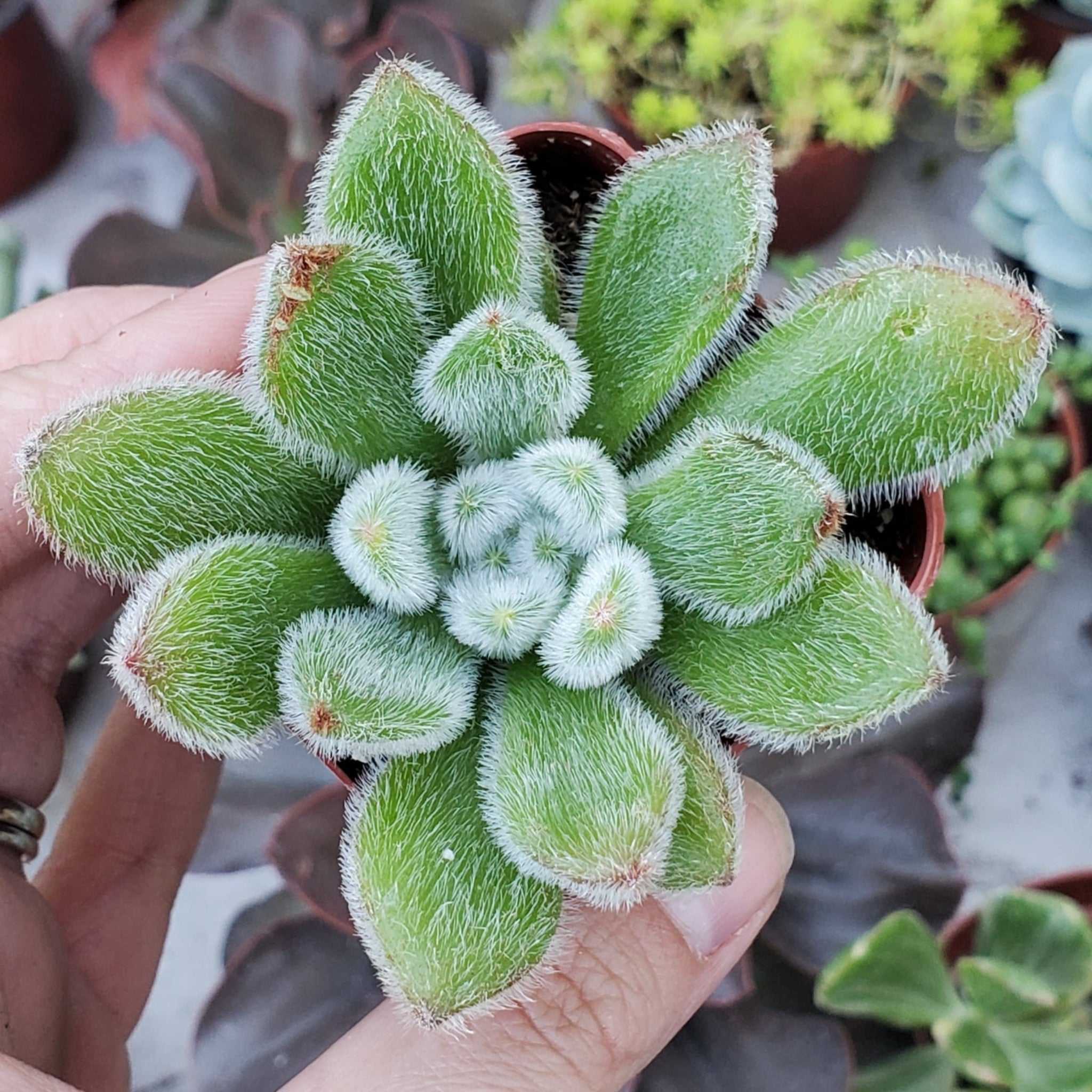 succulent doris taylor Echeveria 'Doris Taylor'