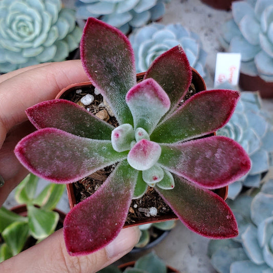 Echeveria pulvinata