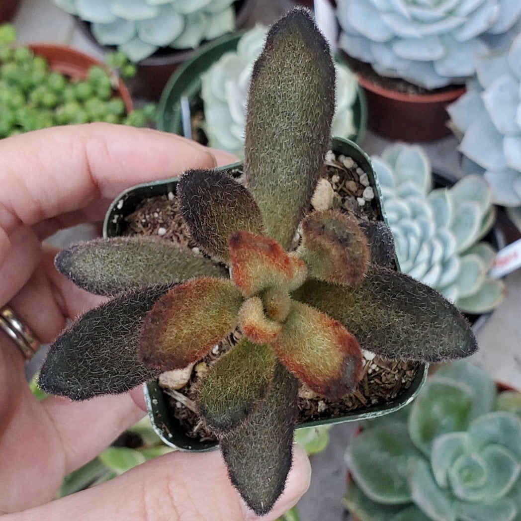 cinnamon on succulents Kalanchoe tomentosa 'Cinnamon'