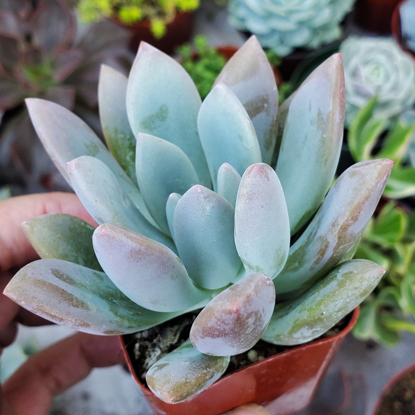 Graptoveria 'Opalina'