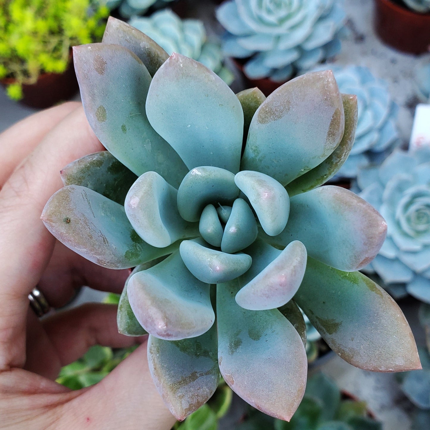 Graptoveria 'Opalina'