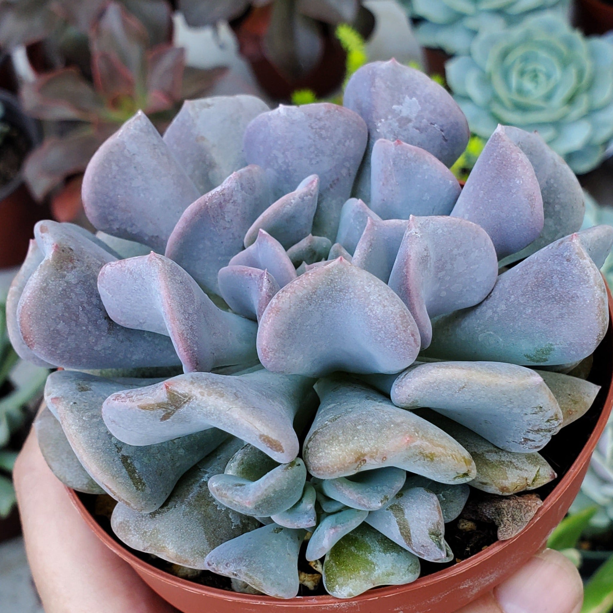 frosty blue succulent bloom Echeveria 'Cubic Frost' PP27527