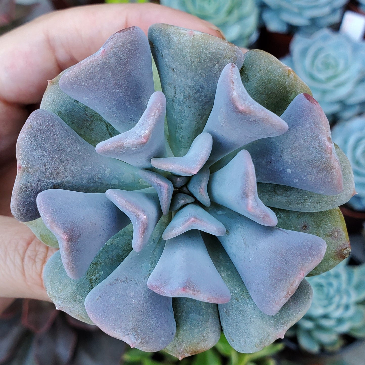 Echeveria 'Cubic Frost' PP27527