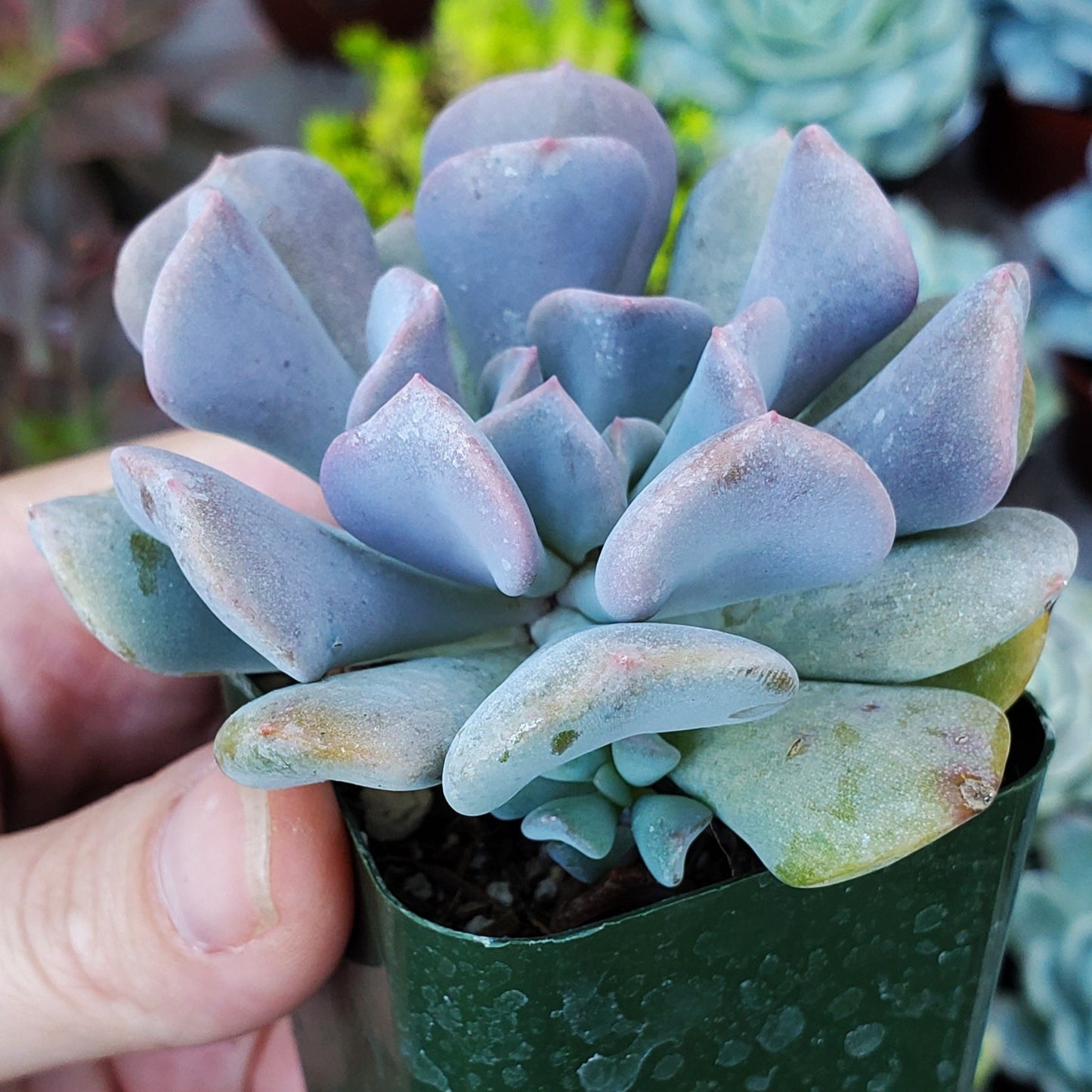 Echeveria 'Cubic Frost' PP27527