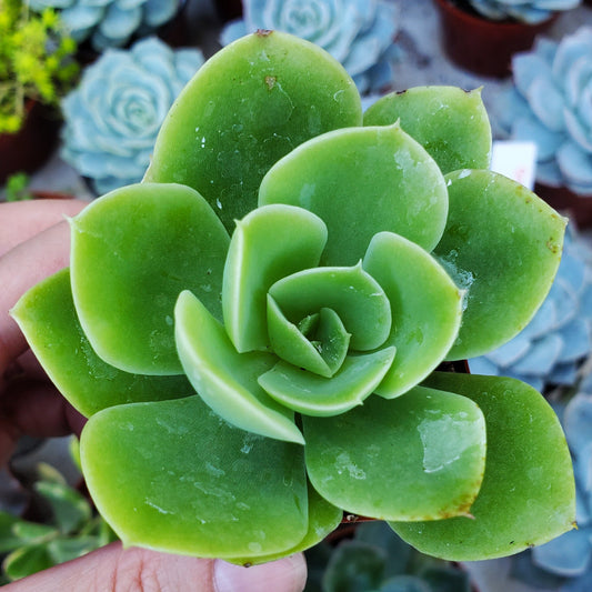 Echeveria 'Tulip'