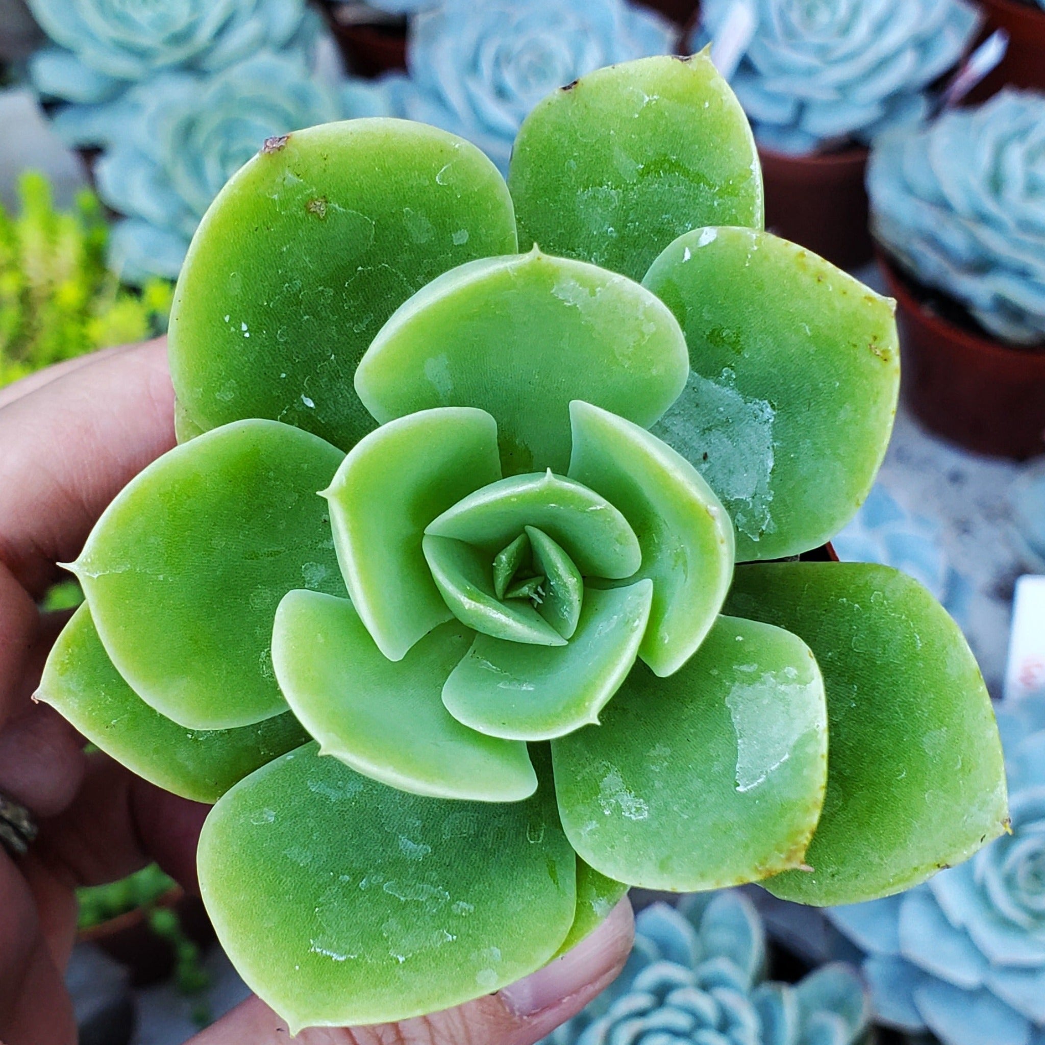 tulip succulent Echeveria 'Tulip'