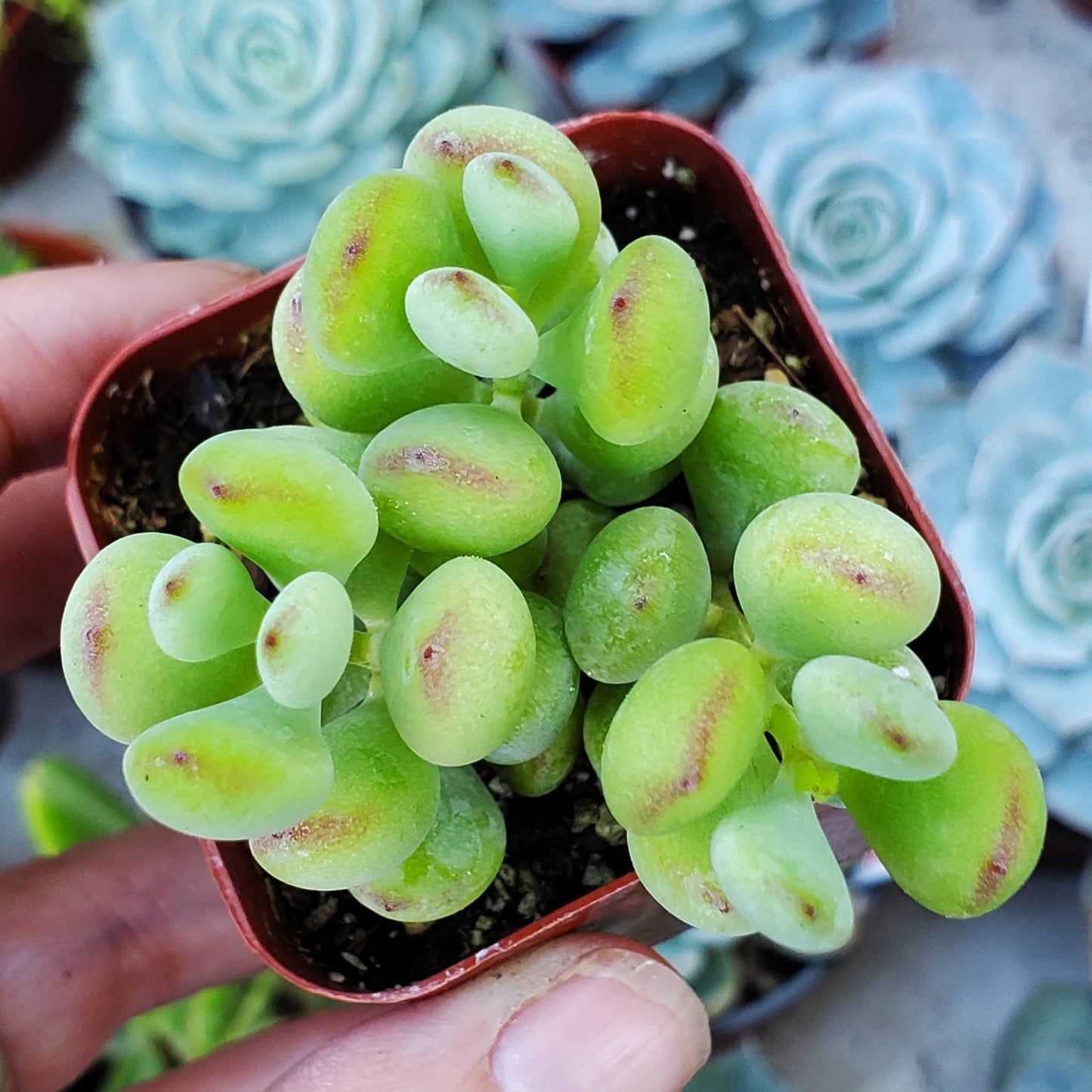 Cotyledon pendens