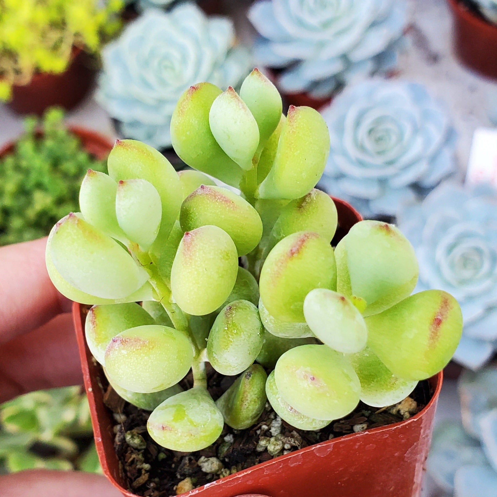 succulent cotyledon pendens Cotyledon pendens