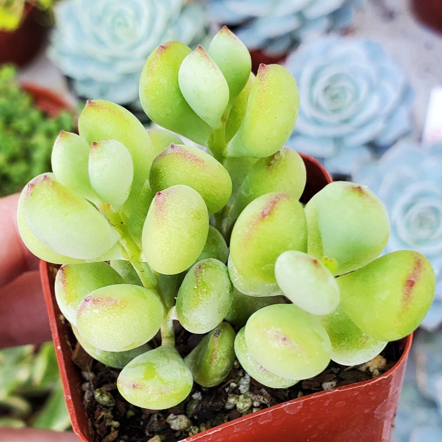 Cotyledon pendens