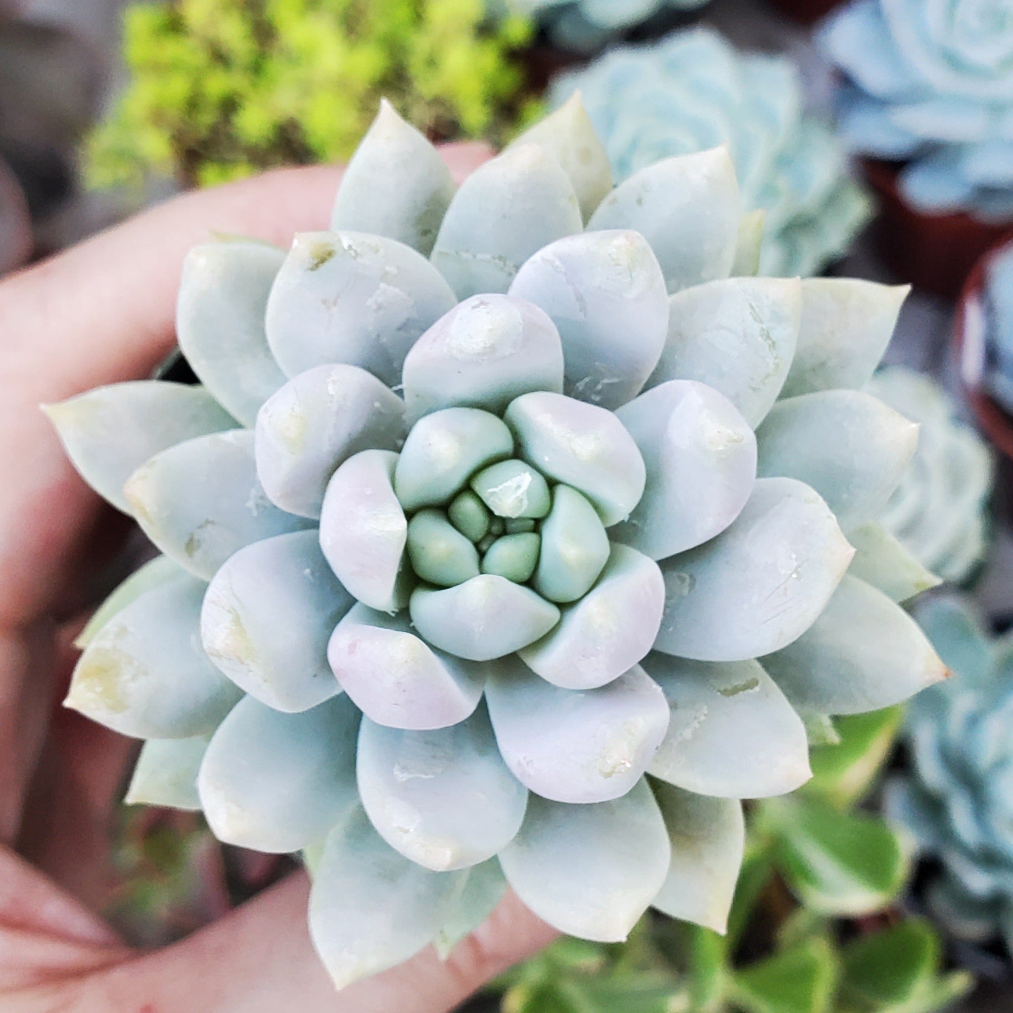 misty lilac succulent Sedeveria 'Lilac Mist'