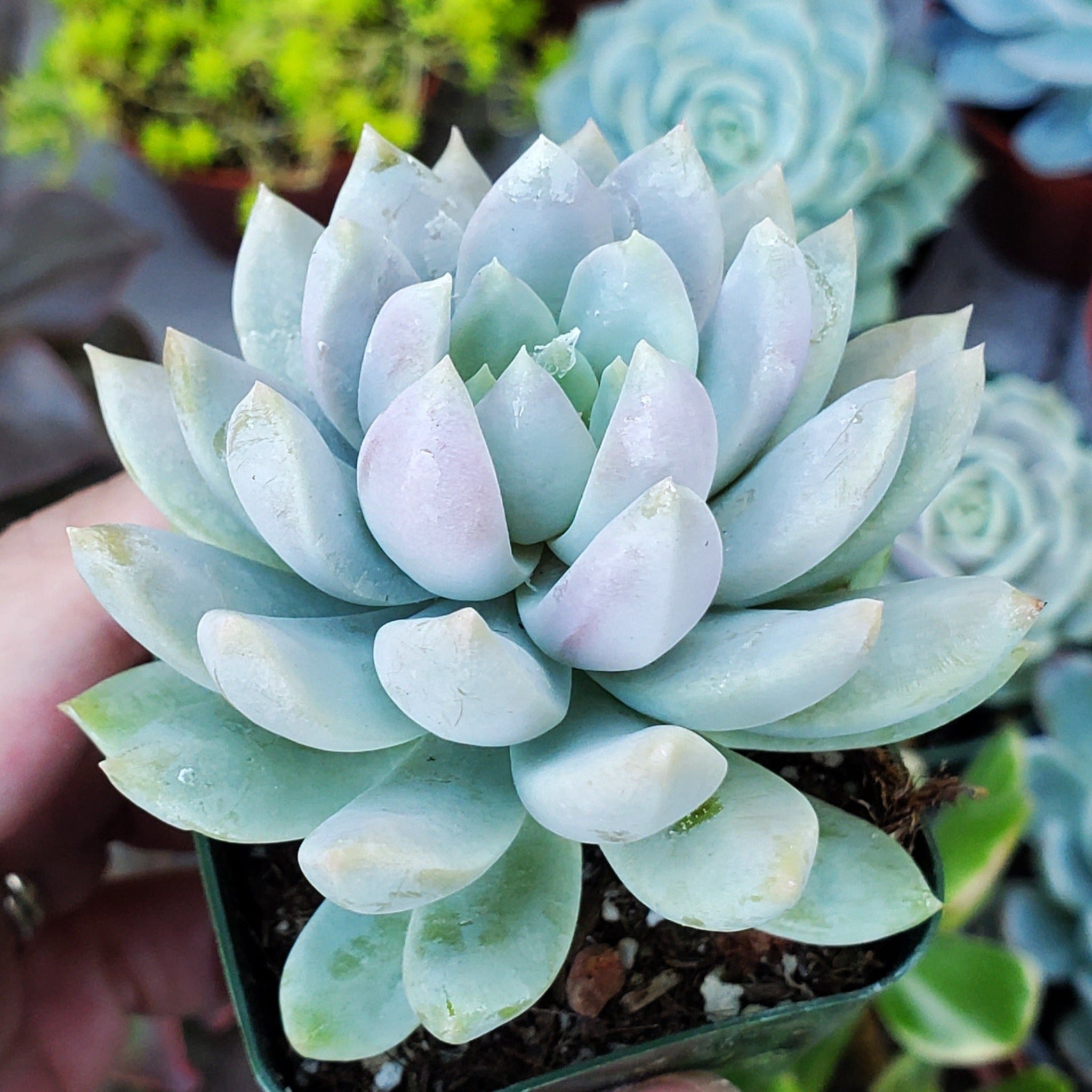 misty lilac succulent Sedeveria 'Lilac Mist'