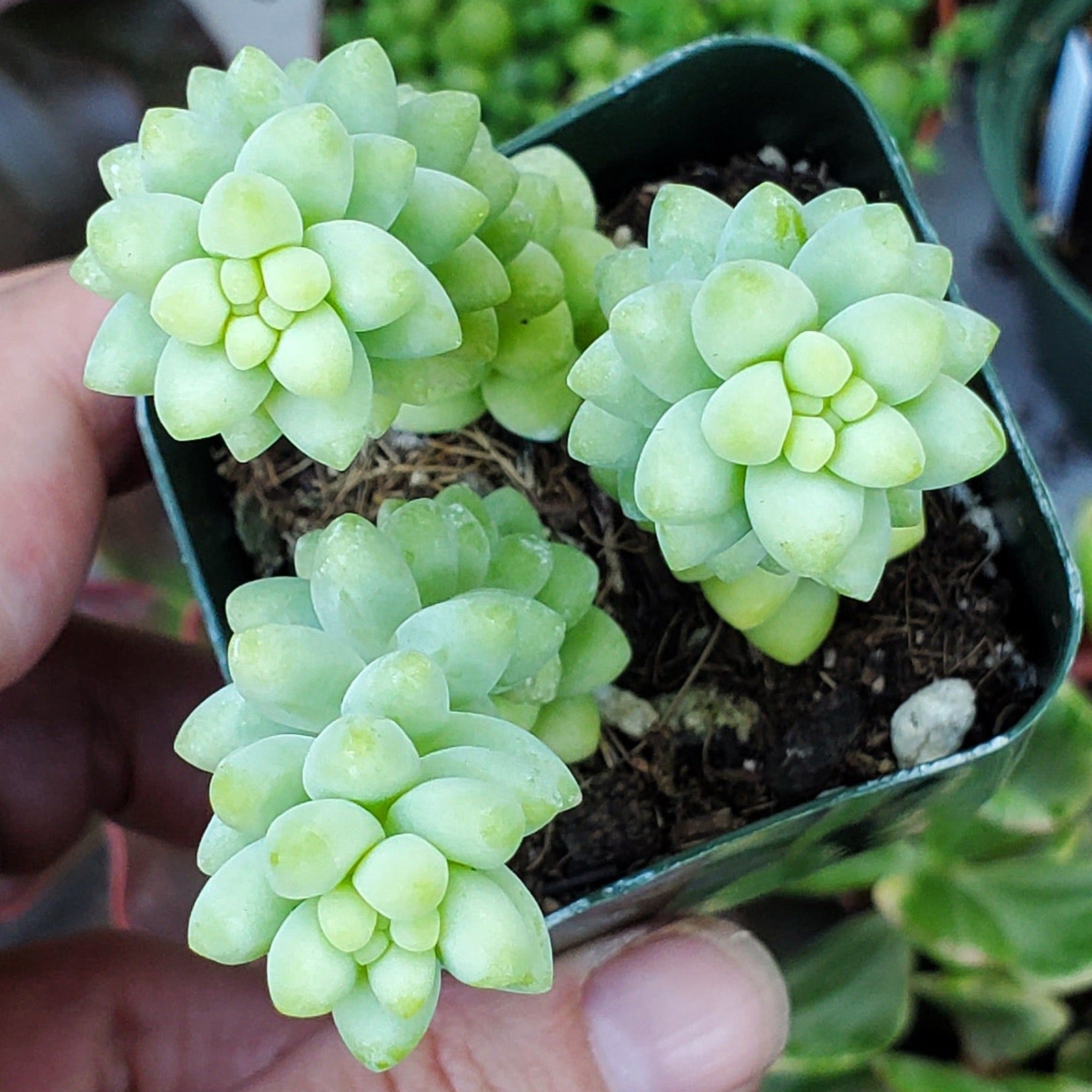 burrito succulent Sedum morganianum 'Burrito'