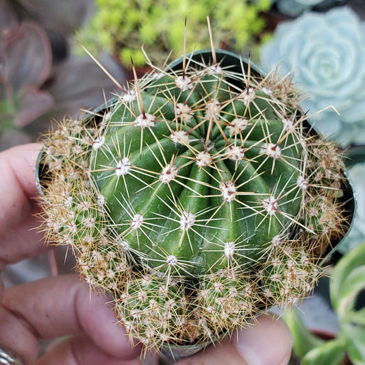 Echinopsis Hybrid