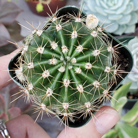 Echinopsis Hybrid