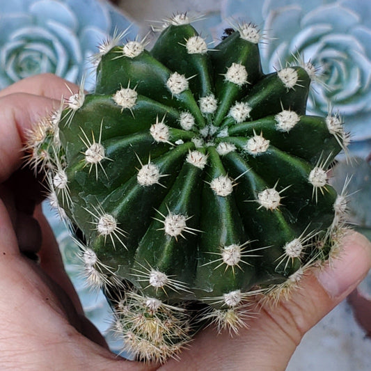 Echinobivia Hybrid