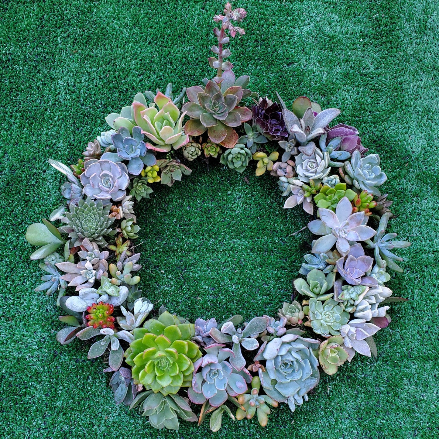 Holly Harvest Living Wreath