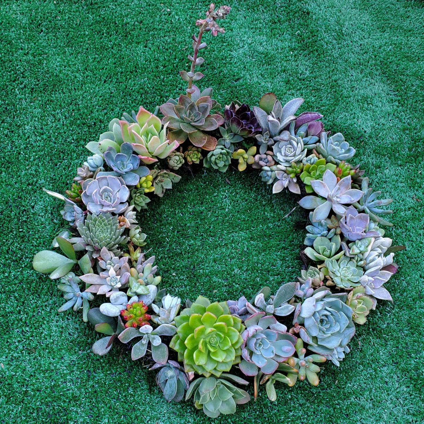 Holly Harvest Living Wreath