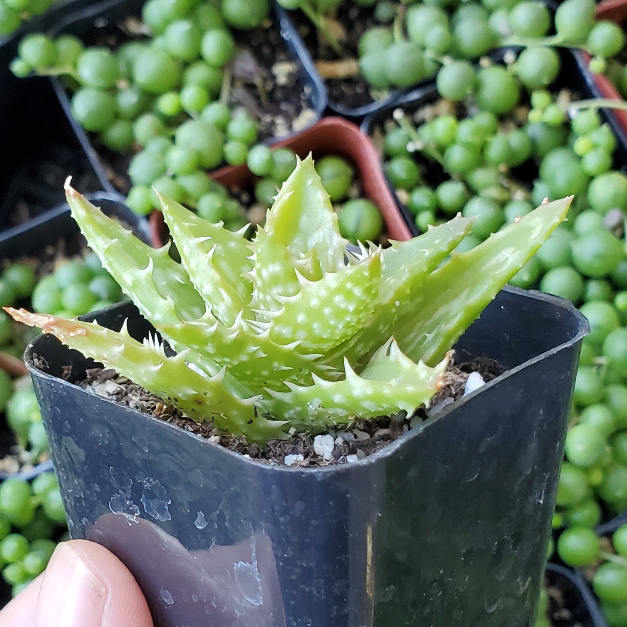tiger tooth succulent Aloe juvenna 'Tiger Tooth Aloe'