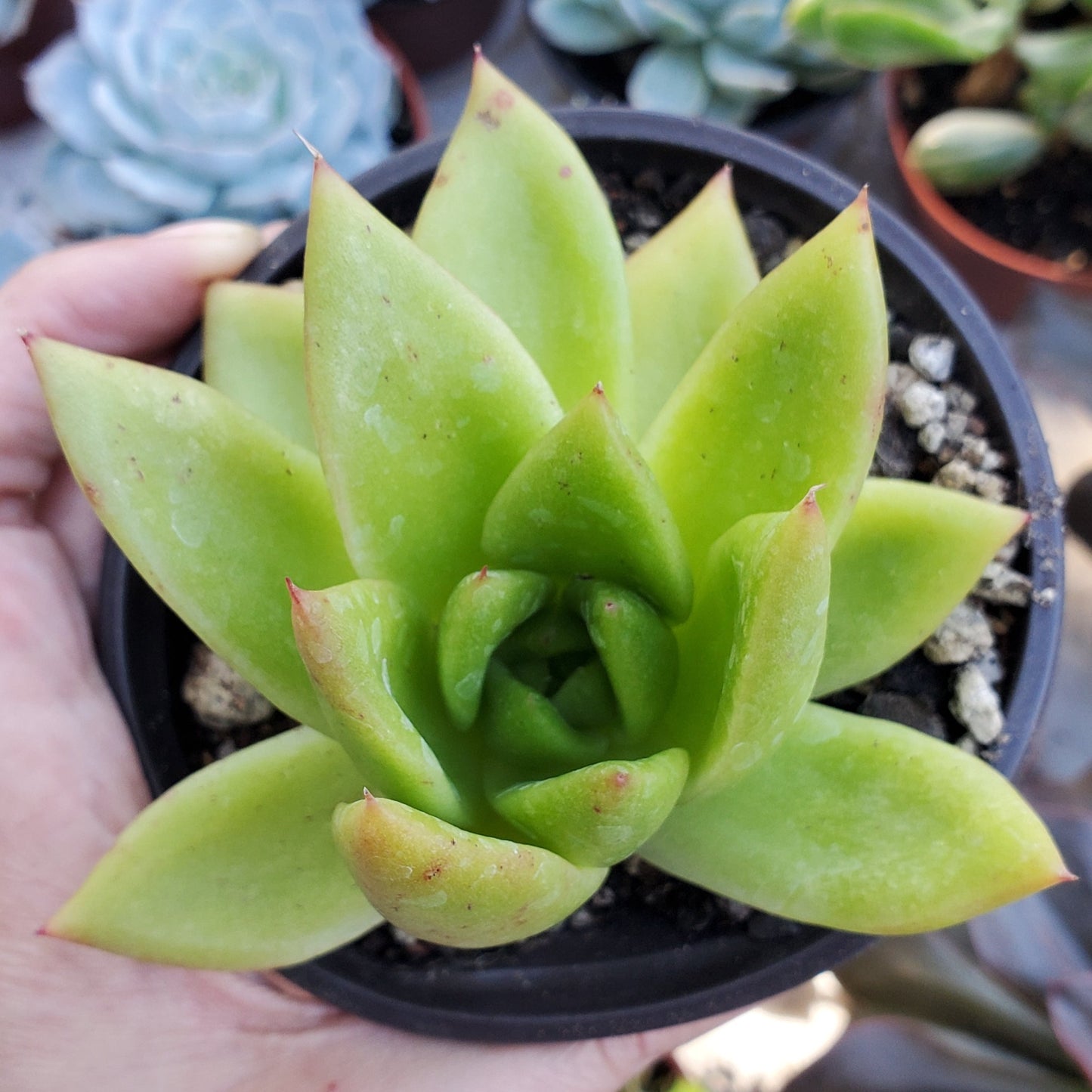 Echeveria agavoides 'Lipstick'