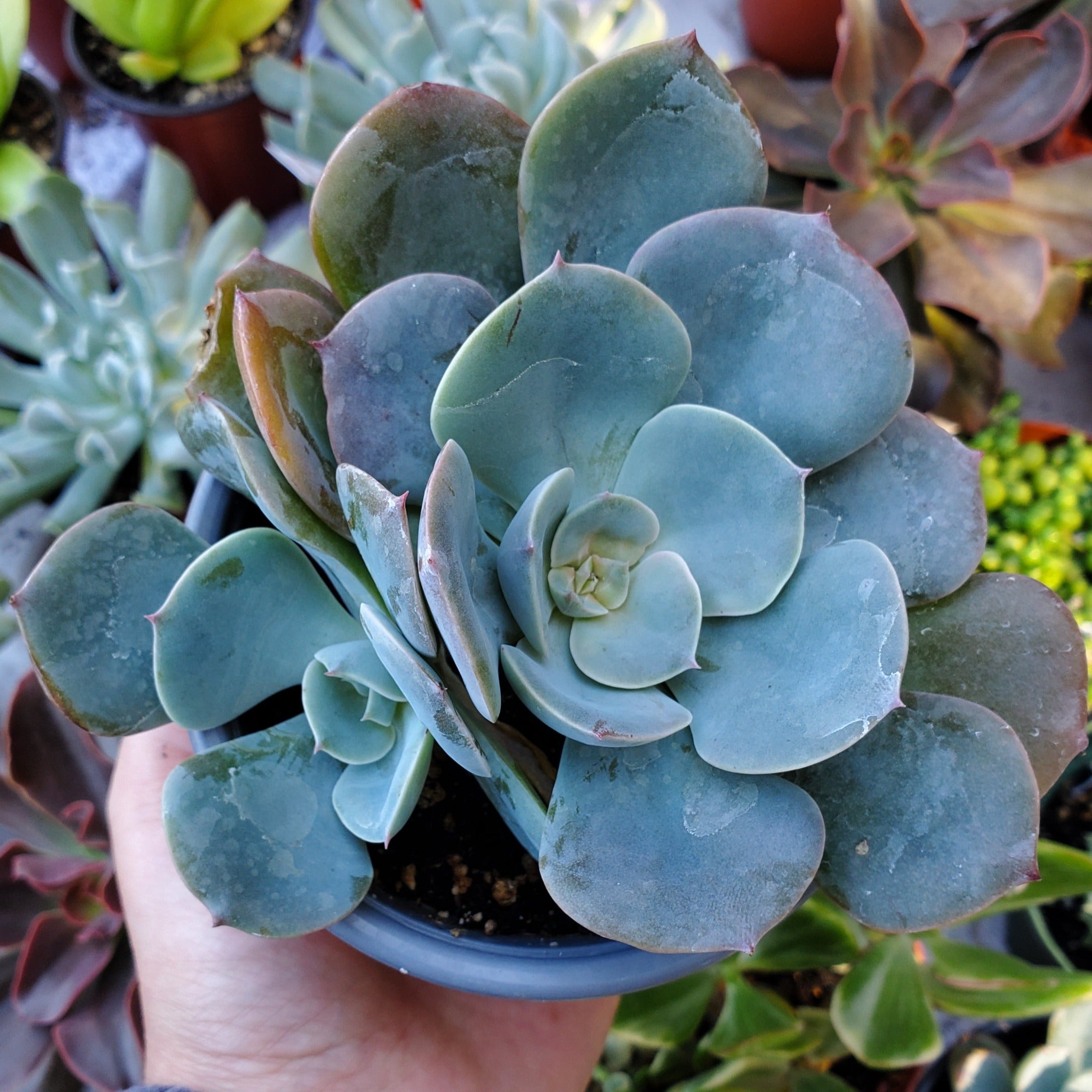 dusty rose succulent Echeveria 'Dusty Rose'