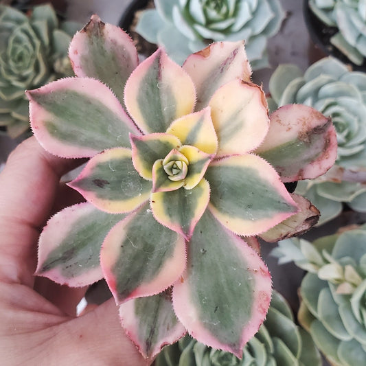 Aeonium 'Sunburst'