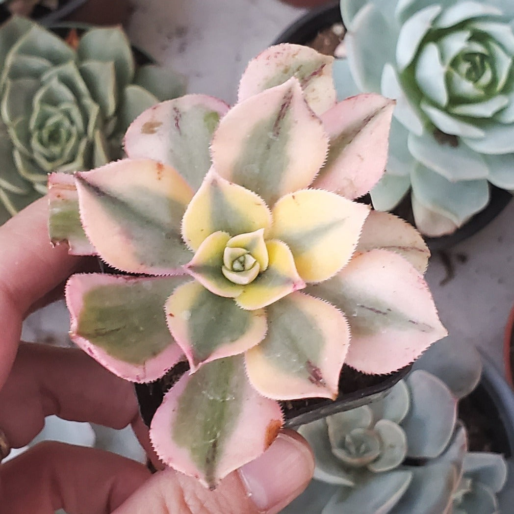 succulent sunburst Aeonium 'Sunburst'