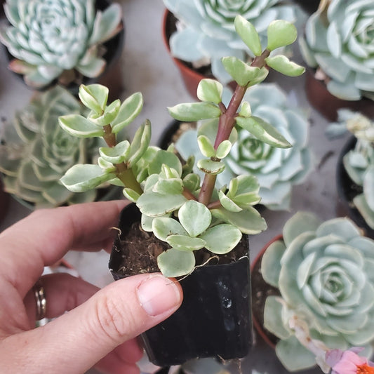 Portulacaria afra f. variegata 'Rainbow Bush'