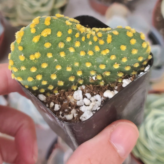 Opuntia microdasys Monstrose 'Crazy Bunny Ears'