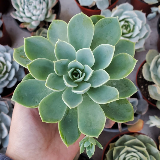 Echeveria 'Blue Atoll'