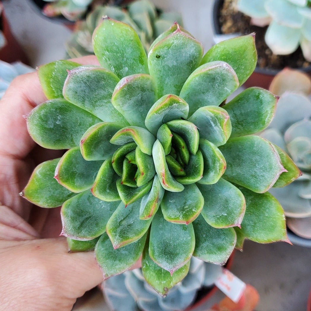 mexican gem succulent Echeveria 'Mexican Pulidonis'