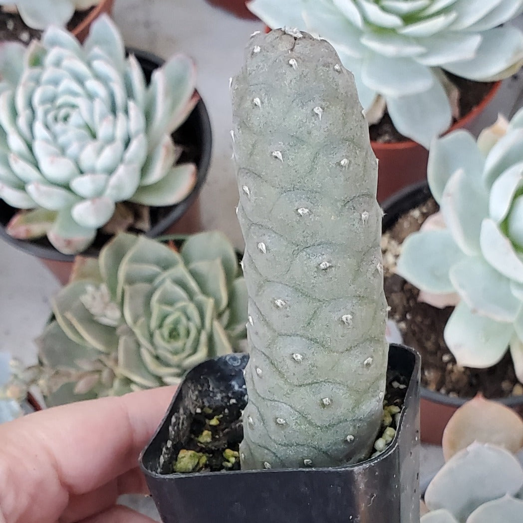 pine cone plant succulent Tephrocactus articulatus 'Pine Cone Cactus' or 'Acorn Cactus' – Rooted in Paradise Succulent Studio