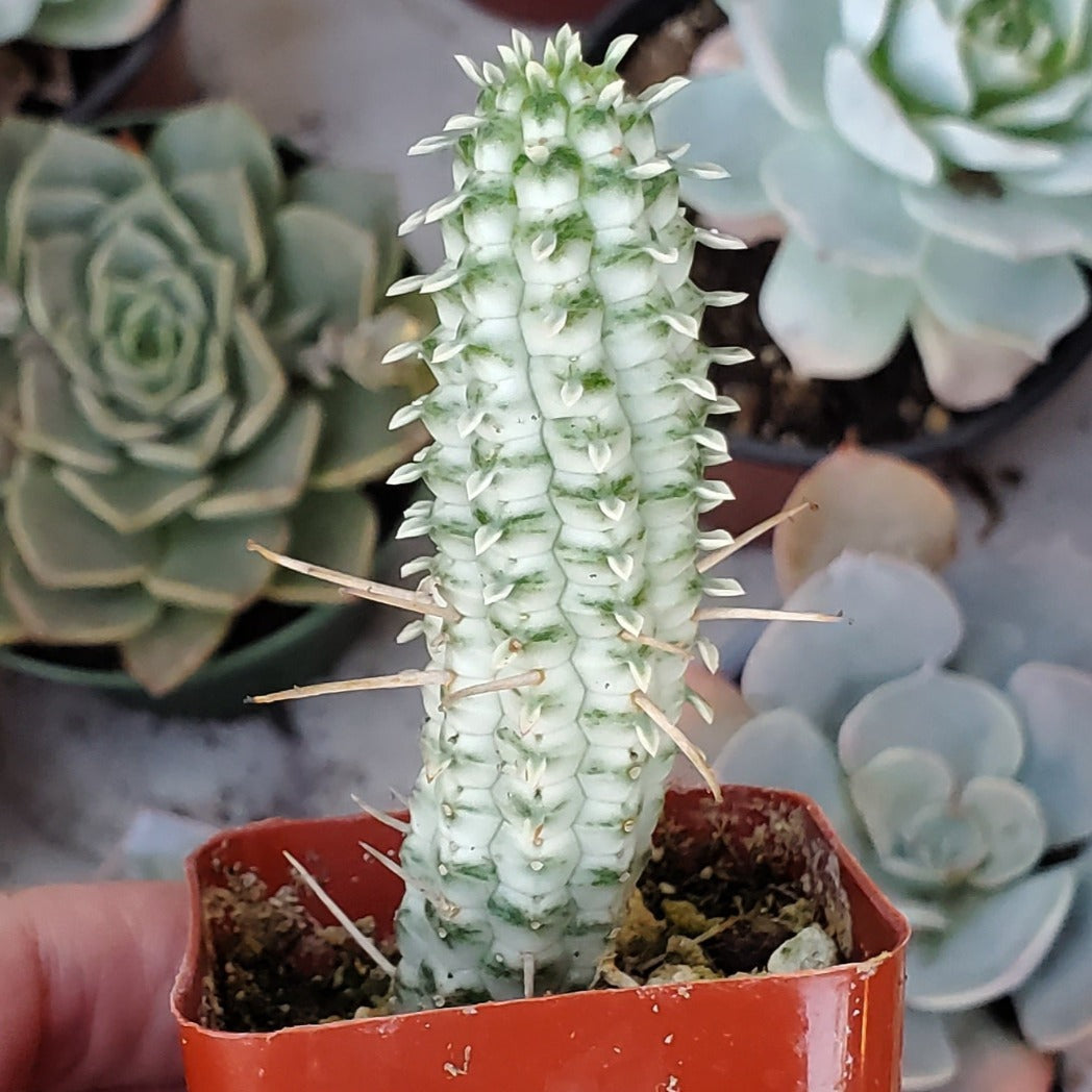 corn cob succulent Euphorbia mammiliaris f. variegata 'Indian Corn Cob'